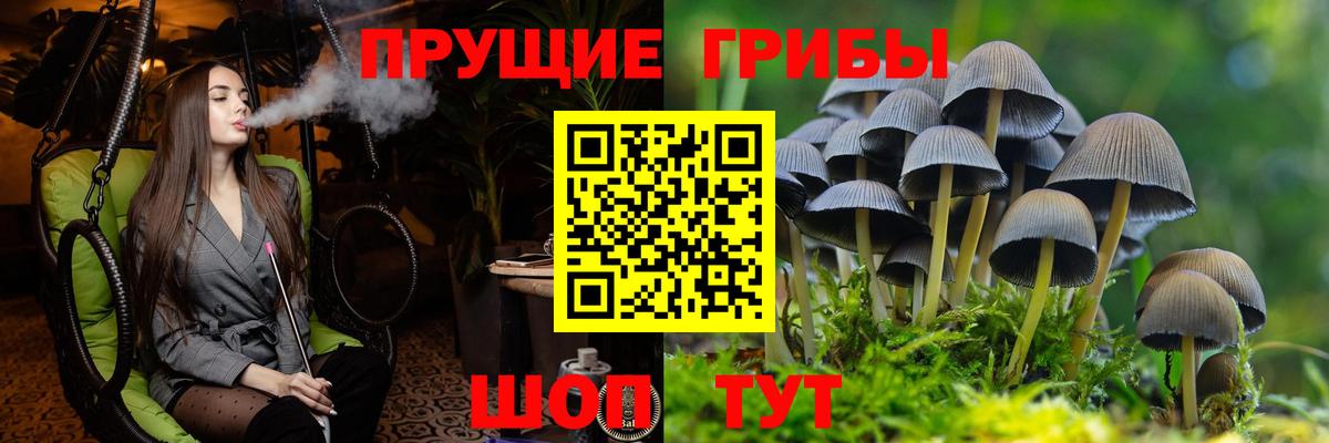 Псилоцибиновые грибы Psilocybe  Вход с VPN  Галлюциногенные грибы Psilocybe  Отрадное 